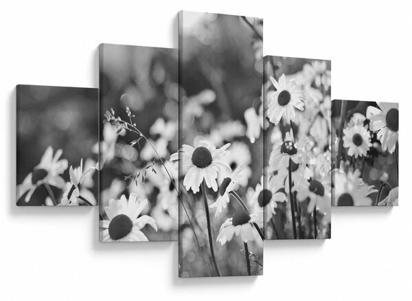 Obraz - Kopretiny (125x70 cm)