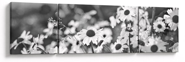 Obraz - Kopretiny (170x50 cm)