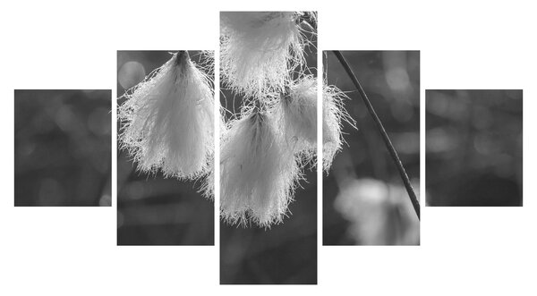 Obraz - Cottongrass (125x70 cm)