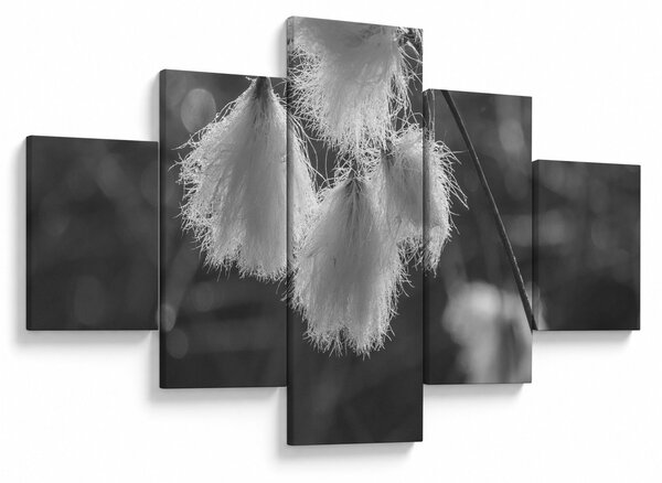 Obraz - Cottongrass (125x70 cm)