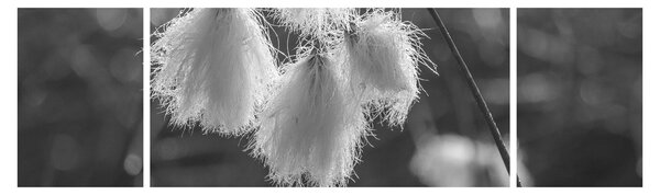 Obraz - Cottongrass (170x50 cm)