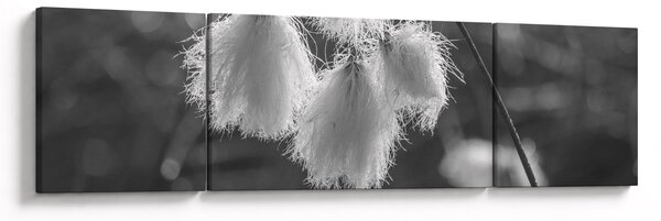 Obraz - Cottongrass (170x50 cm)
