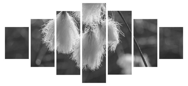 Obraz - Cottongrass (210x100 cm)