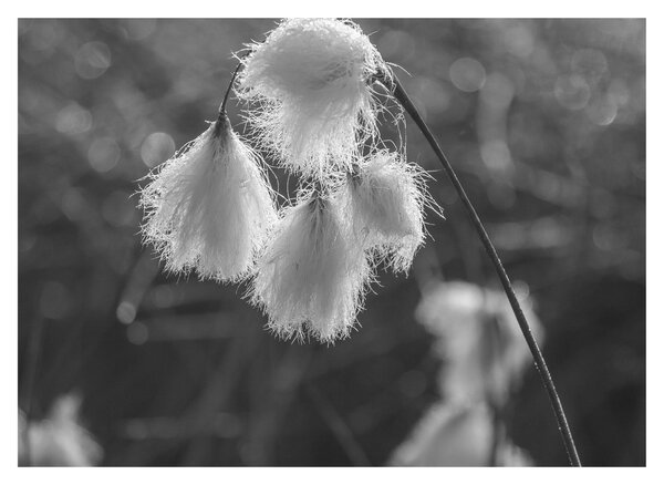 Obraz - Cottongrass (70x50 cm)