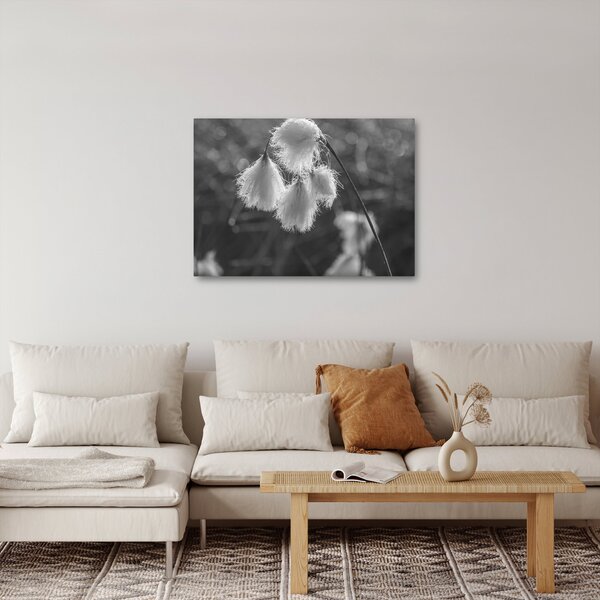 Obraz - Cottongrass (70x50 cm)