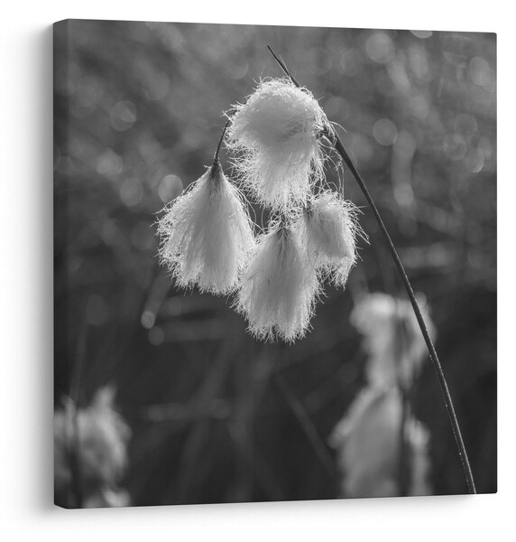 Obraz - Cottongrass (30x30 cm)