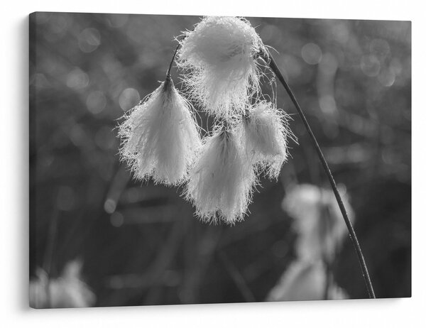 Obraz - Cottongrass (70x50 cm)