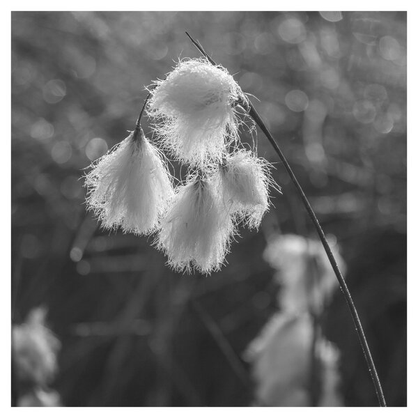 Obraz - Cottongrass (30x30 cm)
