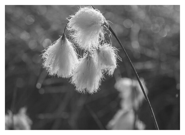 Skleněný obraz - Cottongrass (70x50 cm)