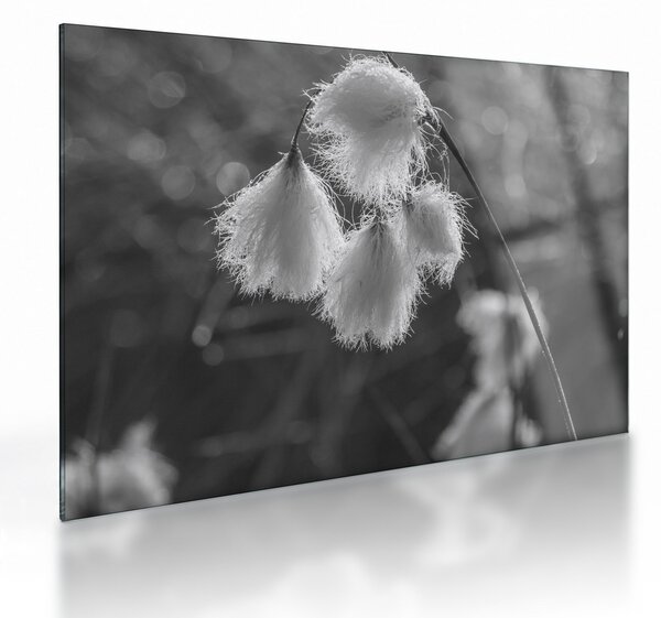 Skleněný obraz - Cottongrass (70x50 cm)