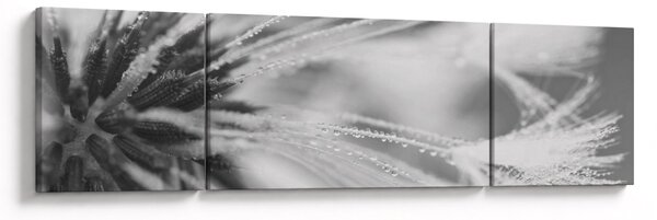 Obraz - Pampeliška (170x50 cm)