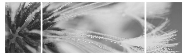 Obraz - Pampeliška (170x50 cm)