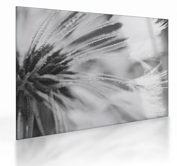Skleněný obraz - Pampeliška (70x50 cm)