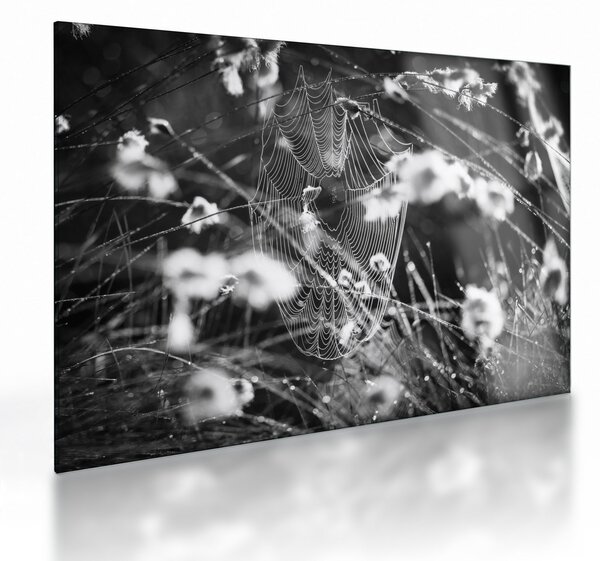 Skleněný obraz - Pavučina na louce (70x50 cm)