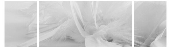Obraz - Peří (170x50 cm)