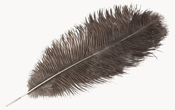 Dekorace Feather