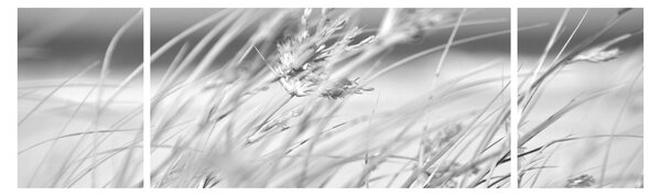 Obraz - Plážová tráva (170x50 cm)