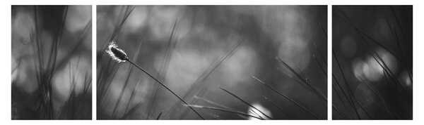 Obraz - Luční tráva (170x50 cm)