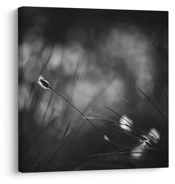 Obraz - Luční tráva (30x30 cm)