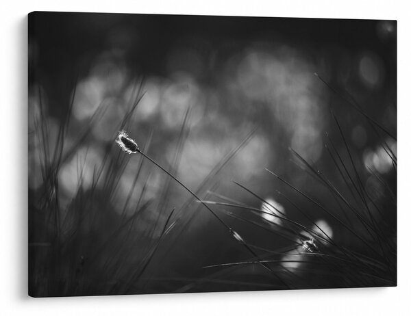 Obraz - Luční tráva (70x50 cm)