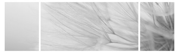 Obraz - Pampeliška (170x50 cm)