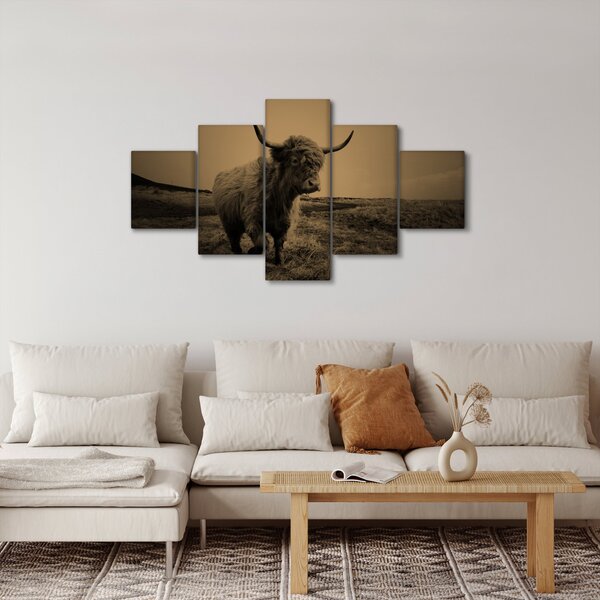 Obraz - Skotská kráva v běhu (125x70 cm)