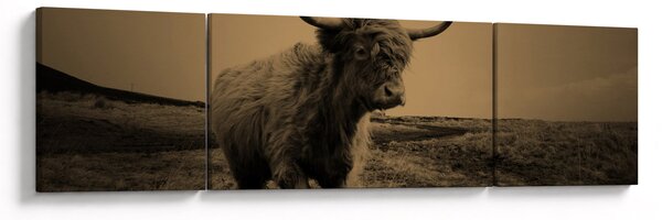 Obraz - Skotská kráva v běhu (170x50 cm)