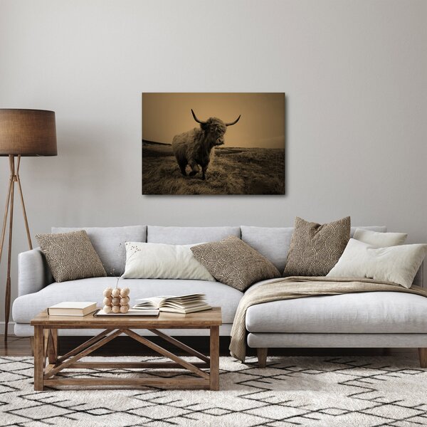 Obraz - Skotská kráva v běhu (70x50 cm)