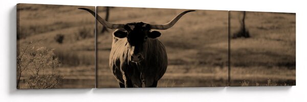 Obraz - Texaská kráva (170x50 cm)