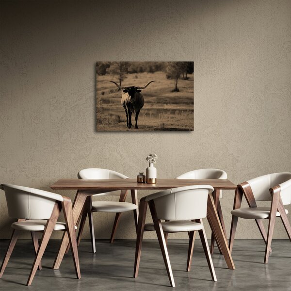 Obraz - Texaská kráva (70x50 cm)