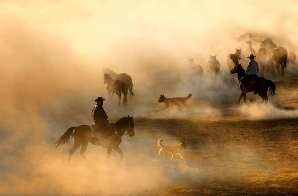 Umělecká fotografie Horses, durmusceylan, (40 x 26.7 cm)