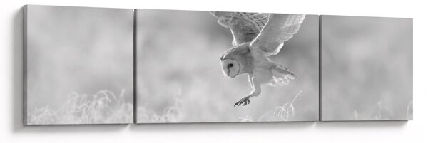 Obraz - Sova v poli (170x50 cm)