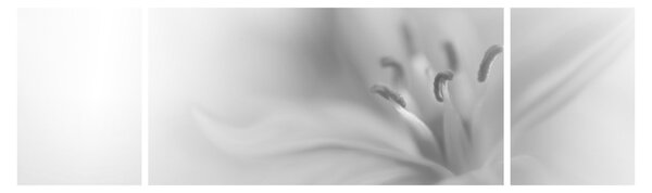 Obraz - Jemná lilie (170x50 cm)