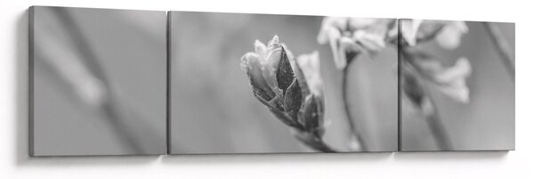 Obraz - Rozkvetlá květina (170x50 cm)