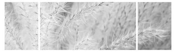 Obraz - Pampas grass N⁰1 (170x50 cm)