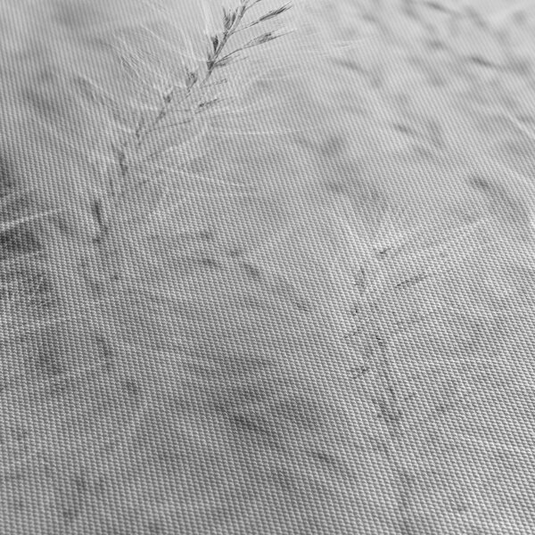 Obraz - Pampas grass N⁰1 (30x30 cm)