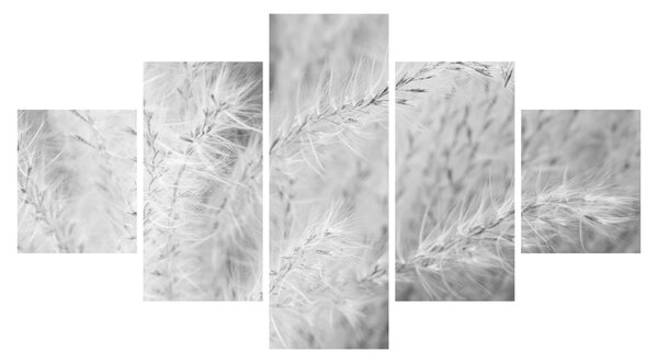 Obraz - Pampas grass N⁰1 (125x70 cm)