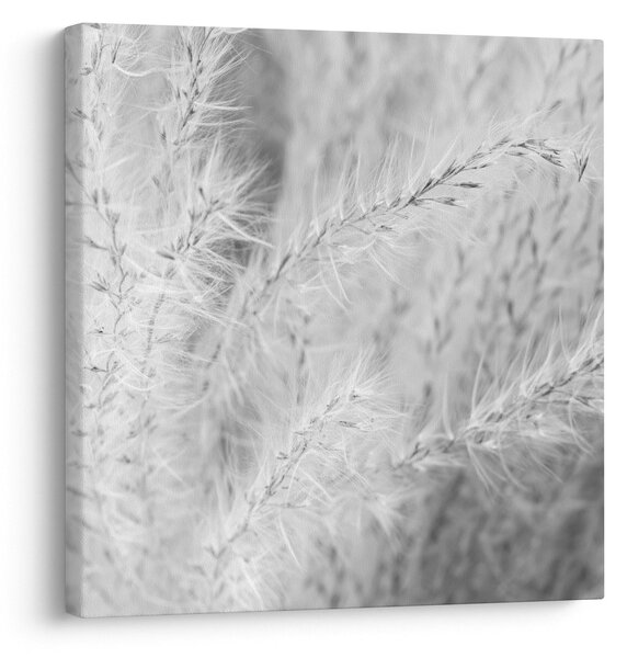 Obraz - Pampas grass N⁰1 (30x30 cm)