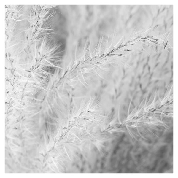 Obraz - Pampas grass N⁰1 (30x30 cm)