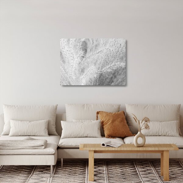 Skleněný obraz - Pampas grass N⁰1 (70x50 cm)
