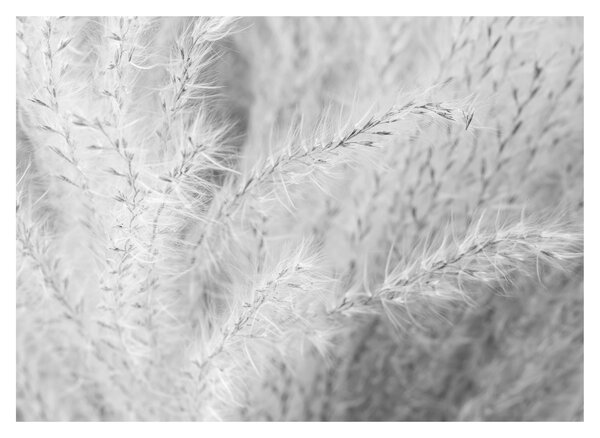 Skleněný obraz - Pampas grass N⁰1 (70x50 cm)