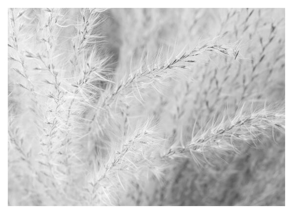 Obraz - Pampas grass N⁰1 (70x50 cm)