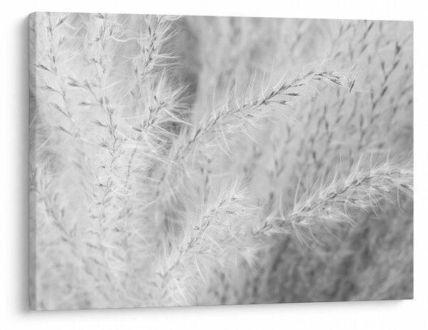 Obraz - Pampas grass N⁰1 (70x50 cm)