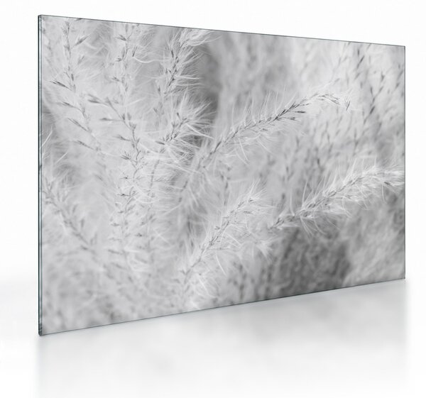 Skleněný obraz - Pampas grass N⁰1 (70x50 cm)