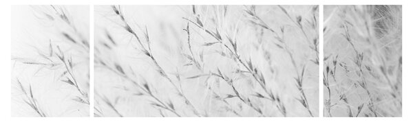 Obraz - Pampas grass N⁰2 (170x50 cm)