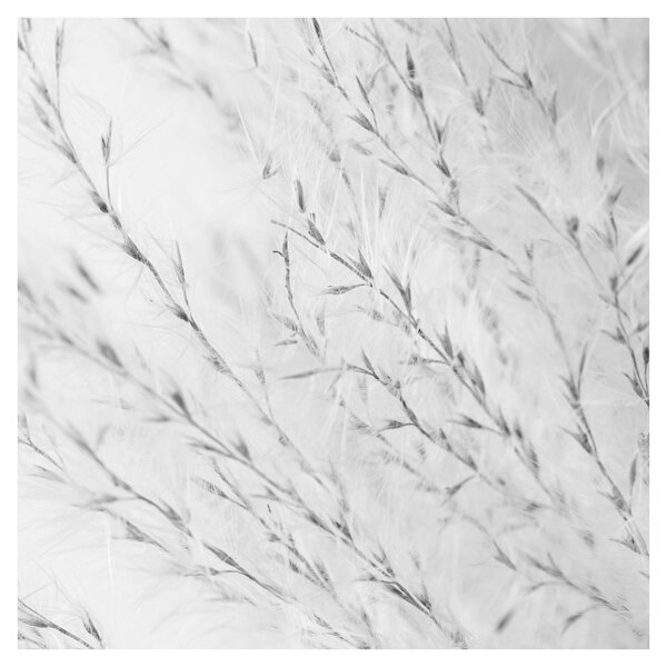 Obraz - Pampas grass N⁰2 (30x30 cm)