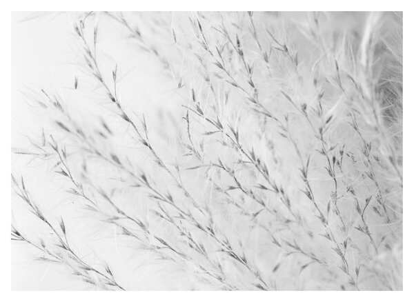 Skleněný obraz - Pampas grass N⁰2 (70x50 cm)