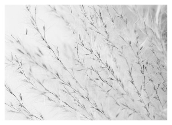 Obraz - Pampas grass N⁰2 (70x50 cm)