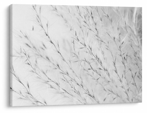 Obraz - Pampas grass N⁰2 (70x50 cm)