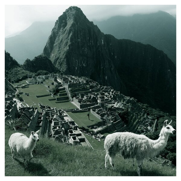 Obraz - Lamy na Machu Picchu v Peru (30x30 cm)